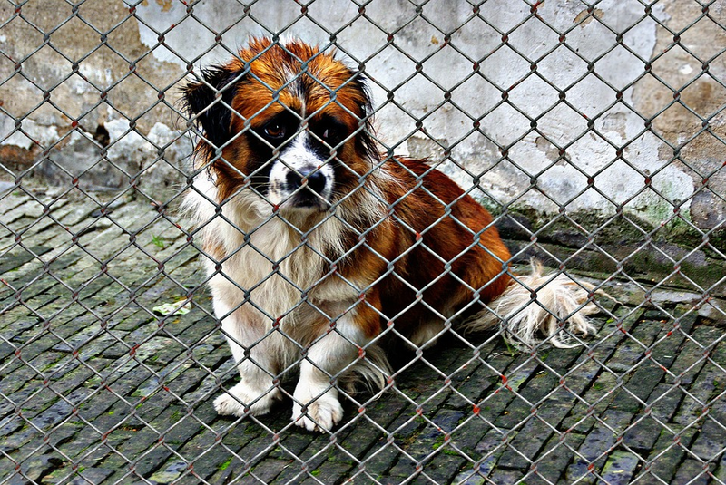 Illustration for article titled Why Portable Fencing for Dogs is a Good Investment